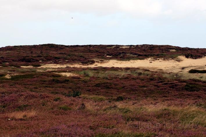 Morsum Kliff.jpg - Düne am Morsum Kliff